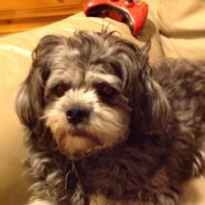 Meet your Posher, Sandy